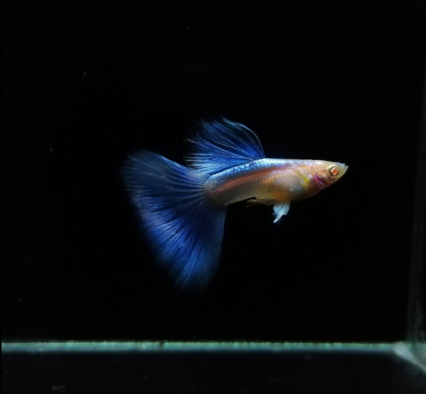 (LTG-003) Albino Blue Big Tail Thai Fancy Guppy