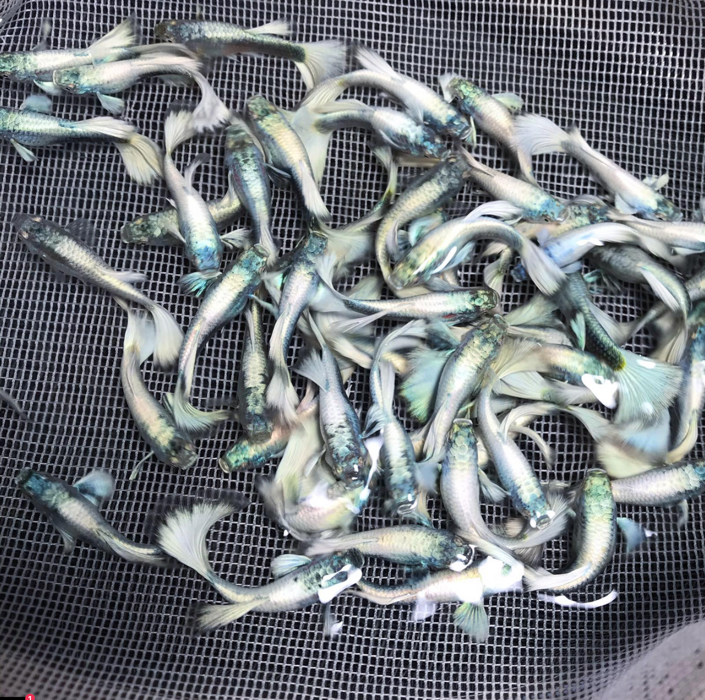 (LTG-019) Platinum White XL Thai Fancy Guppy