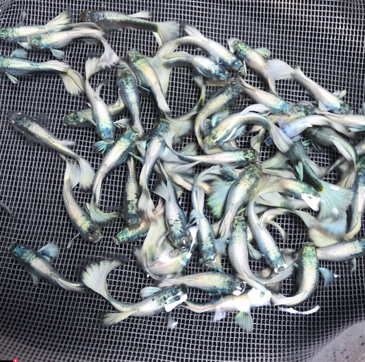 (LTG-019) Platinum White XL Thai Fancy Guppy