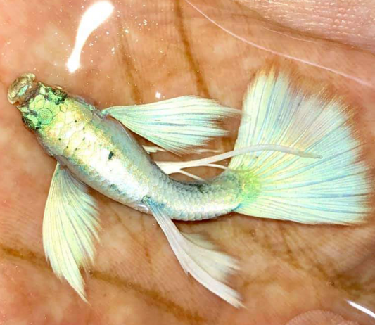 (LTG-020) German White Ribbon XL Thai Fancy Guppy