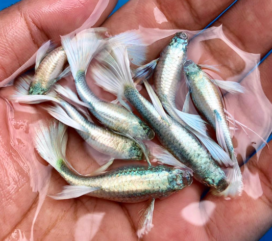 (LTG-020) German White Ribbon XL Thai Fancy Guppy