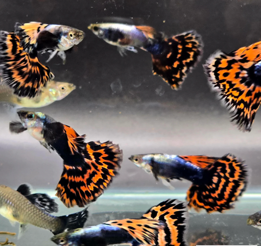 (LTG-024) Red Tiger Halfmoon Mosaic Thai Fancy Guppy