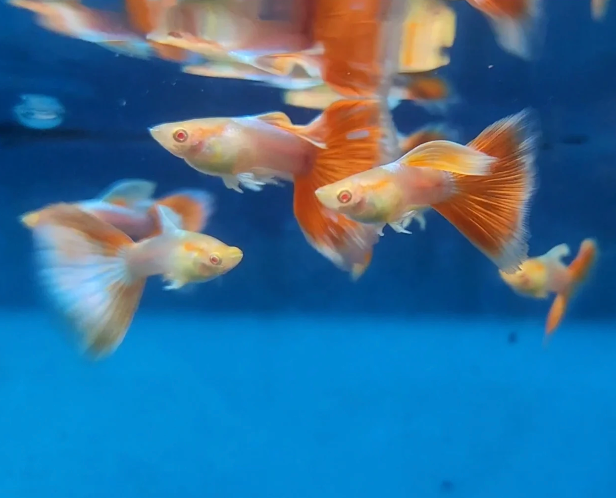 (LTG-030) Albino Red tail Platinum Thai Fancy Guppy