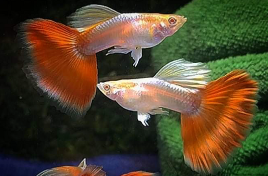 (LTG-030) Albino Red tail Platinum Thai Fancy Guppy