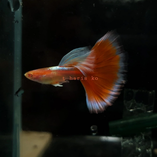 (LTG-030) Albino Red tail Platinum Thai Fancy Guppy