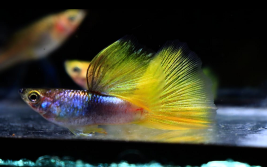 (LTG-058) Yellow Pinku Thai Fancy Guppy