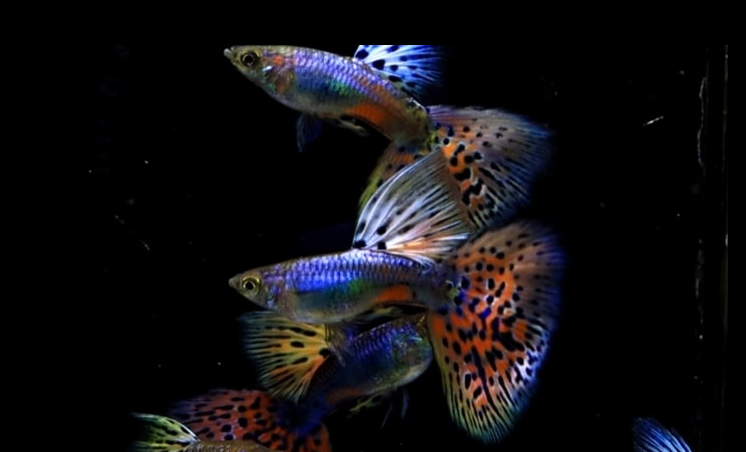 (LTG-035) Siam Lazuri Blue/Red Grass Thai Fancy Guppy