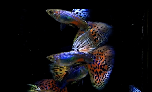 (LTG-035) Siam Lazuri Blue/Red Grass Thai Fancy Guppy