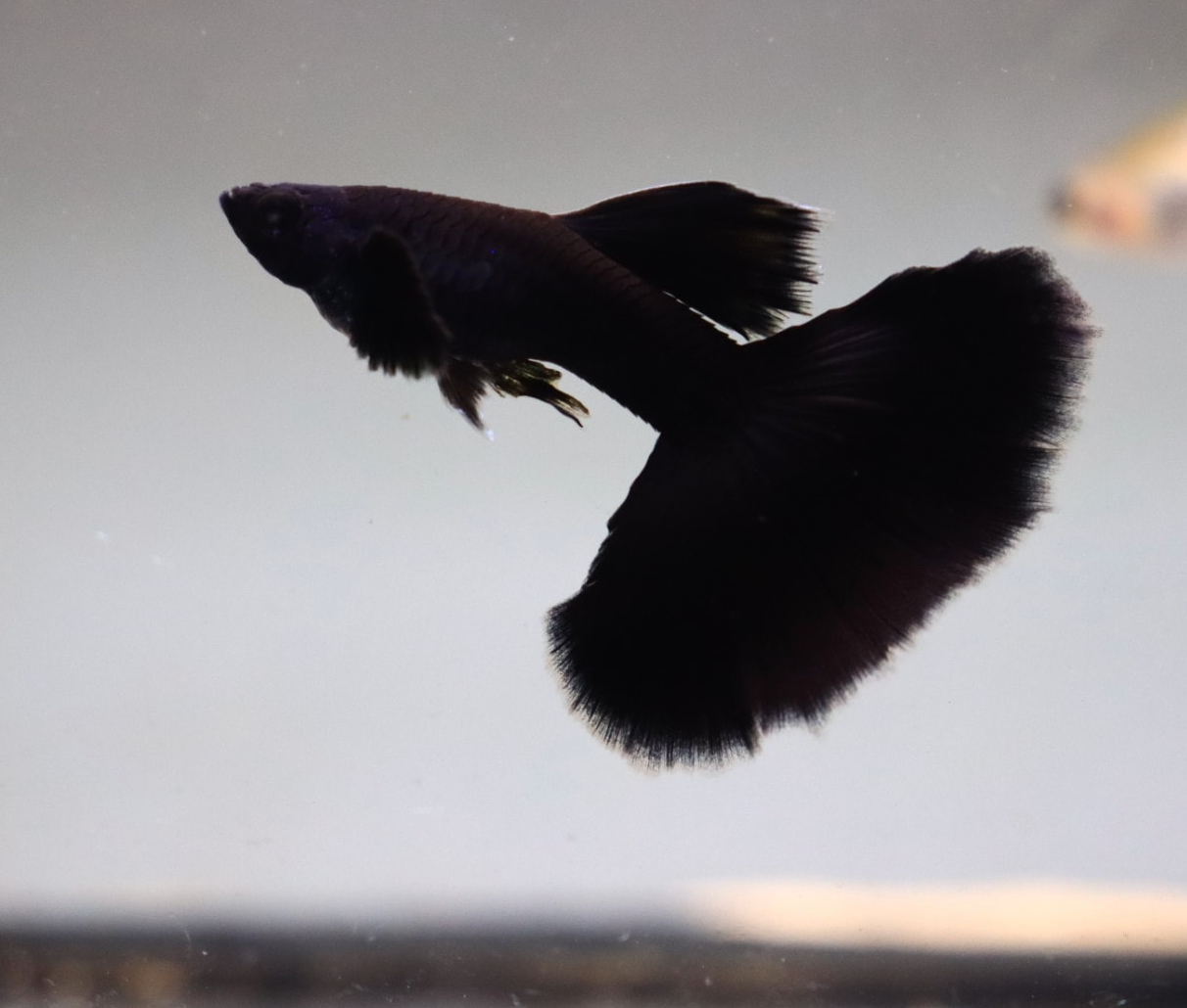 (LTG-007) Black Moscow Thai Fancy Guppy