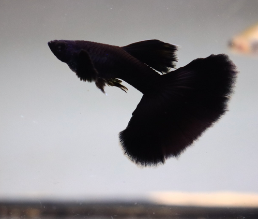 (LTG-007) Black Moscow Thai Fancy Guppy