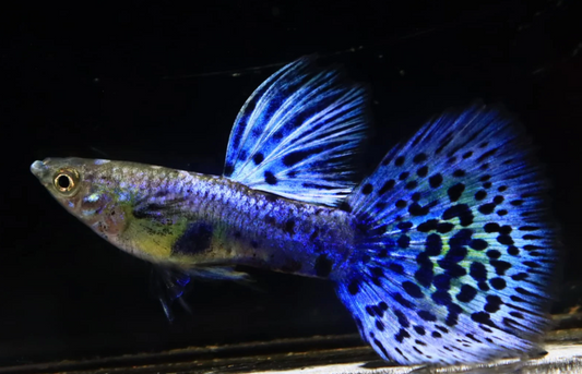 (LTG-032) Lazuri Blue Grass Thai Fancy Guppy