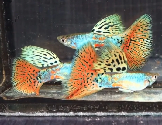 (LTG-035) Siam Lazuri Blue/Red Grass Thai Fancy Guppy