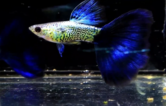 (LTG-033) Snake Skin/Galaxy Big Black Tail Thai Fancy Guppy