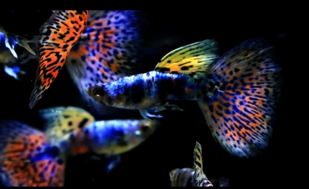 (LTG-034) Lazuri Rainbow Tiger Red Mosaic Thai Fancy Guppy
