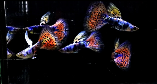 (LTG-034) Lazuri Rainbow Tiger Red Mosaic Thai Fancy Guppy