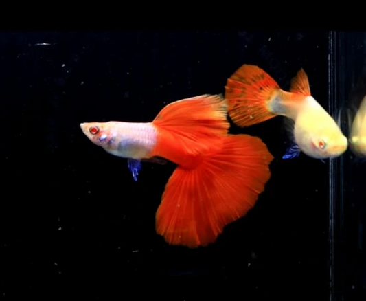 (LTG-037) Albino Lazuri Red Tail Thai Fancy Guppy