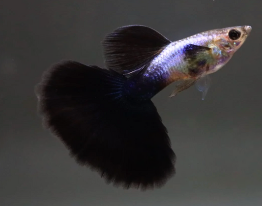 (LTG-038) Lazuri Big Black Tail Thai Fancy Guppy