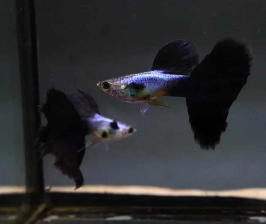 (LTG-038) Lazuri Big Black Tail Thai Fancy Guppy