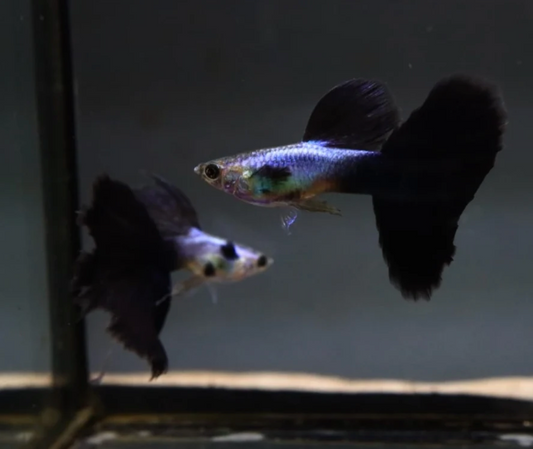(LTG-038) Lazuri Big Black Tail Thai Fancy Guppy
