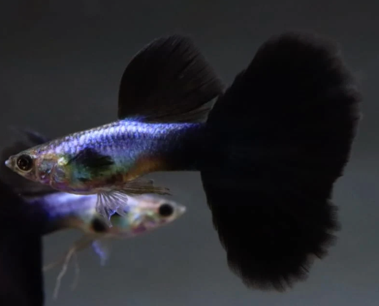 (LTG-038) Lazuri Big Black Tail Thai Fancy Guppy