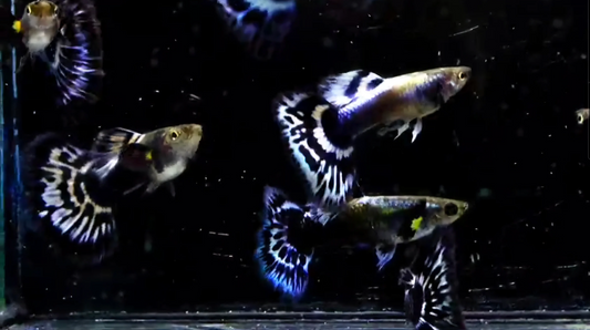 (LTG-040) Ivory Purple Mosaic Thai Fancy Guppy