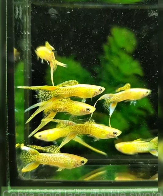 (LTG-042) Cobra Gold Lace Double Sword Thai Fancy Guppy