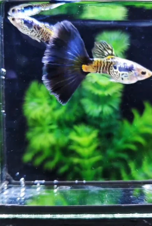 (LTG-044) Galaxy Blue Tail Guppy Thai Fancy Guppy