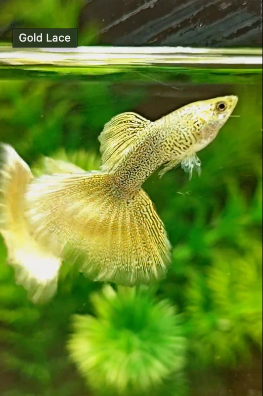 (LTG-046) Gold Lace Guppy Thai Fancy Guppy