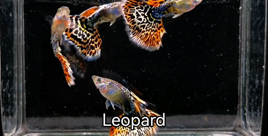(LTG-047) Leopard Thai Fancy Guppy