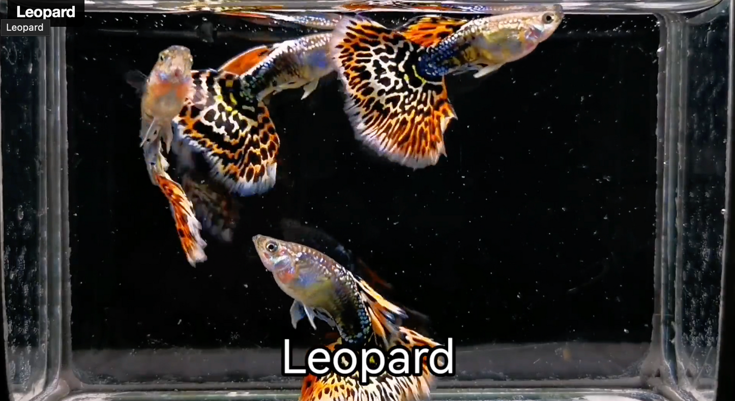 (LTG-047) Leopard Thai Fancy Guppy