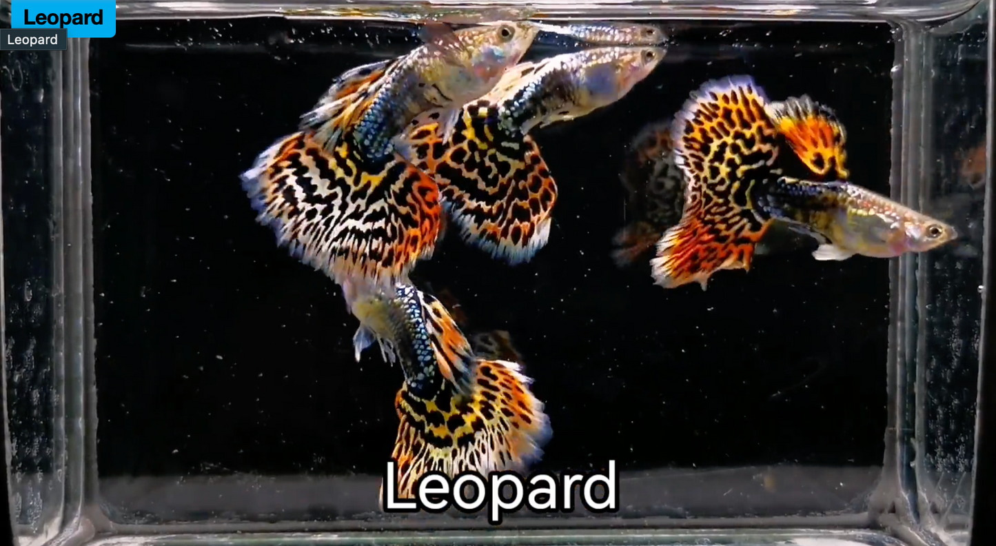 (LTG-047) Leopard Thai Fancy Guppy