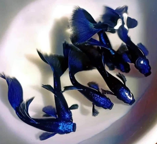 (LTG-064) Moscow Blue Thai Fancy Guppy