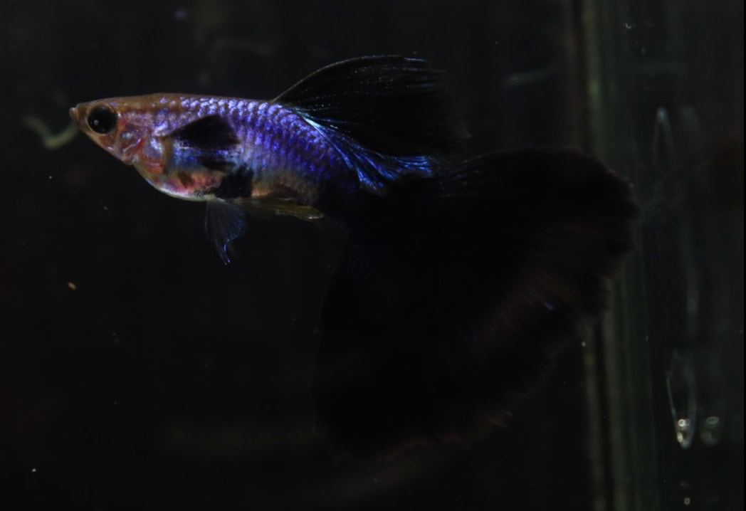 (LTG-028) Lazuri Black Halfmoon Thai Fancy Guppy