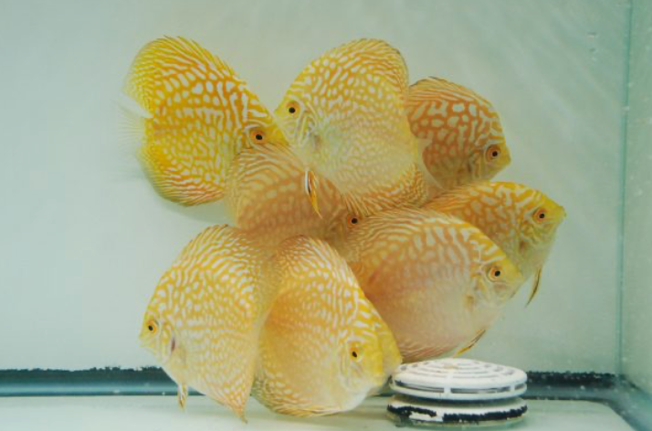 (LTD-021) Pigeon Gold