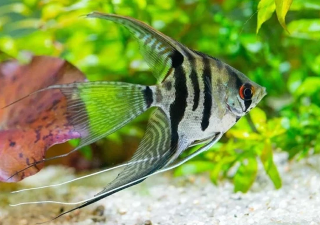VEILTAIL BLACK AND WHITE ANGEL