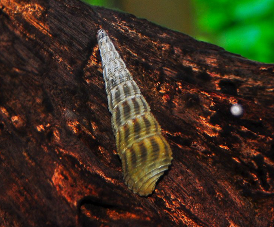 SPONGE RABBIT SNAIL