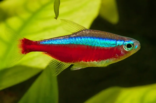 TANK RAISED CARDINAL TETRA