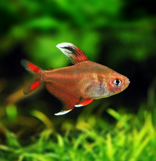 WHITE FIN TETRA