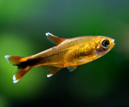 SILVER TIPPED TETRA