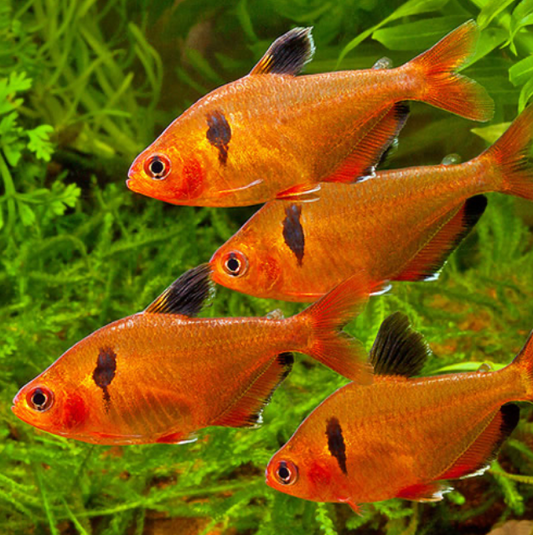 SERPAE TETRA