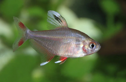 ROSY TETRA