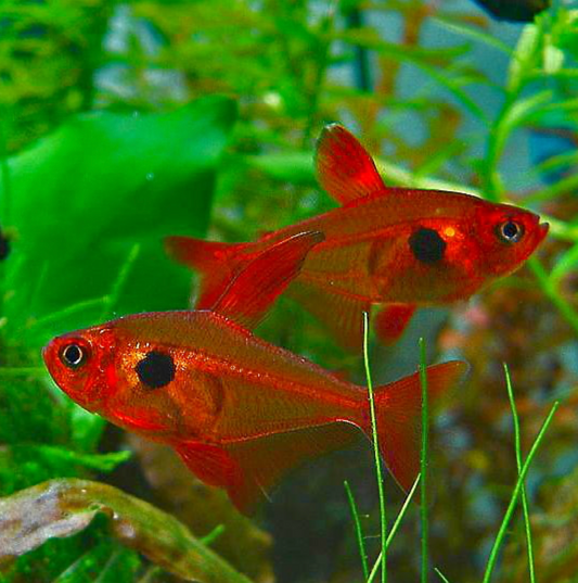 RED PHANTOM TETRA