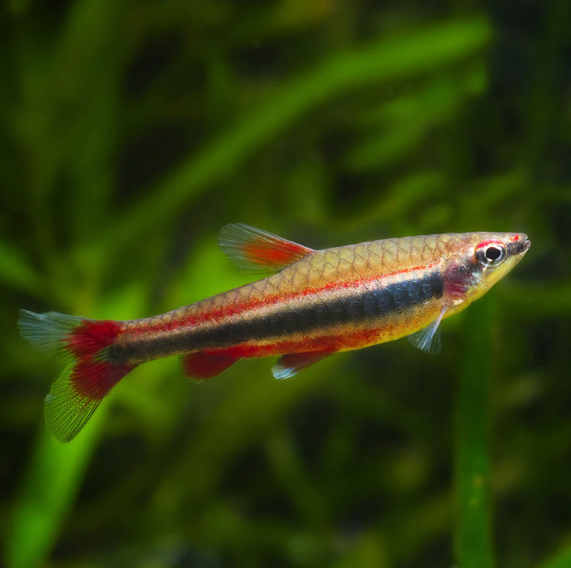 RED PENCIL TETRA