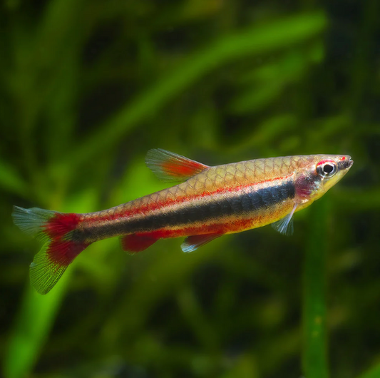 RED PENCIL TETRA