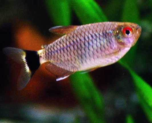 RED EYE TETRA