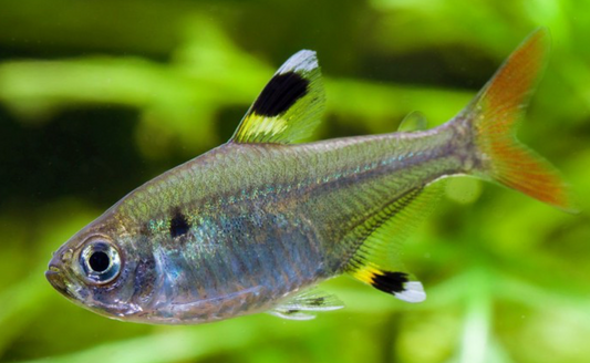 PRISTELLA TETRA