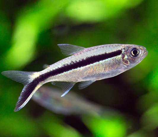 PENGUIN TETRA