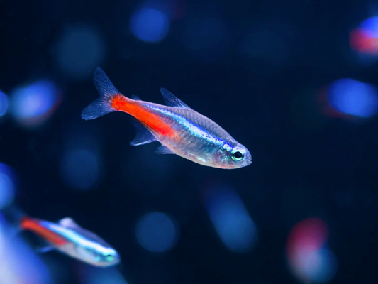 NEON TETRA
