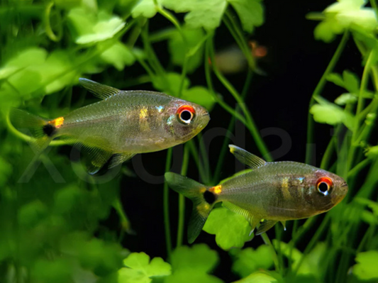 HEAD TAIL LIGHT TETRA