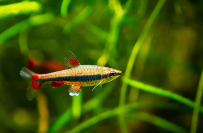 GOLDEN PENCIL TETRA